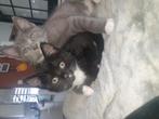 Kittens, Dieren en Toebehoren