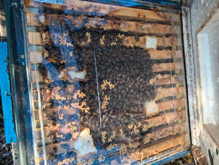 Bijenvolken, Dieren en Toebehoren, Insecten en Spinnen, Bijen