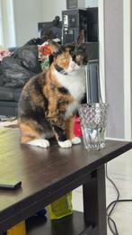 Europese Korthaar Lapjespoes, Dieren en Toebehoren, Katten en Kittens | Overige Katten, Poes, Kortharig, 6 jaar of ouder