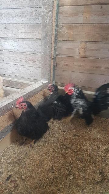 2 mooie chabo hennen 1 zijde 1 krulhen . beschikbaar voor biedingen