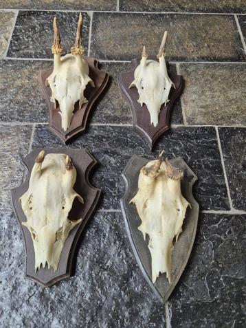 4 kleine ree geweien samen € 15 jacht mancave c56 beschikbaar voor biedingen