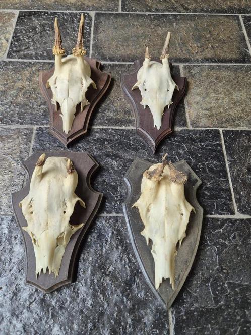 4 kleine ree geweien samen € 15 jacht mancave c56, Verzamelen, Dierenverzamelingen, Gebruikt, Gewei of Kop, Hert, Ophalen of Verzenden