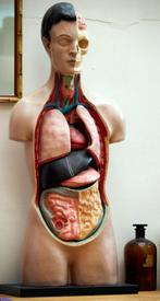 anatomisch torso, Diversen, Schoolbenodigdheden, Ophalen, Gebruikt