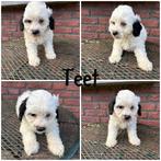 Doodle pups, Poedel, CDV (hondenziekte), 8 tot 15 weken, Meerdere