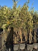 Meerstammige Quercus ilex steeneiken | Groenblijvend, Bloeit niet, Halfschaduw, 100 tot 250 cm, Overige soorten