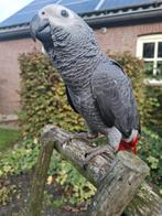 Grijze roodstaart, Dieren en Toebehoren, Mannelijk, Papegaai, Tam