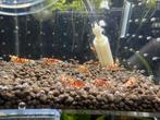 Red Fancy Tiger 10+2 gratis low/medium grade, Kreeft, Krab of Garnaal, Zoetwatervis