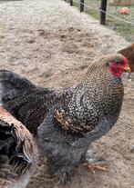 Mooie grote Brahma haan, Dieren en Toebehoren, Pluimvee, Mannelijk, Kip