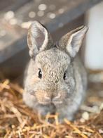 Jonge konijntjes kruising Vlaamse reuze, Dieren en Toebehoren, Meerdere dieren, Groot, Hangoor