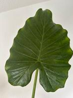 Alocasia / Olifantsoor, Ophalen, Overige soorten, Minder dan 100 cm
