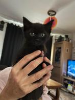 Kittens, Dieren en Toebehoren