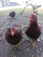 Rhode Island Red kriel haantje, Dieren en Toebehoren, Pluimvee, Geslacht onbekend, Kip