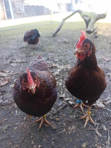 Rhode Island Red kriel haantje beschikbaar voor biedingen