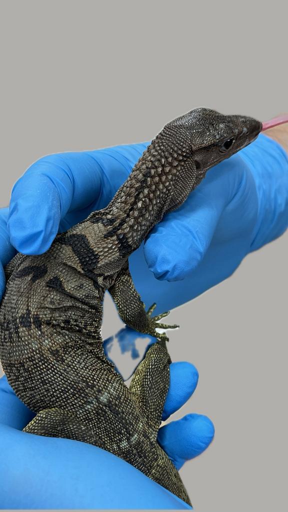 Varanus rudicollis ruwnek varaan baby’s