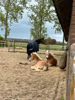 Plaats vrij in paardenrusthuis, Dieren en Toebehoren, Stalling en Weidegang, Weidegang, 2 of 3 paarden of pony's