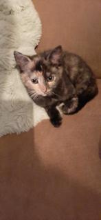 Nog te koop cyperse poesje door afzegging, Dieren en Toebehoren, Katten en Kittens | Overige Katten, Meerdere dieren, Kortharig