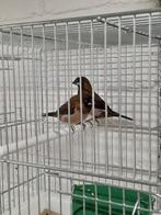 Leuk koppeltje Japanse meeuwtjes, Dieren en Toebehoren, Vogels | Overige Vogels, Meerdere dieren, Tropenvogel