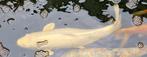 Witte spiegelkarper, Dieren en Toebehoren, Karper of Koi