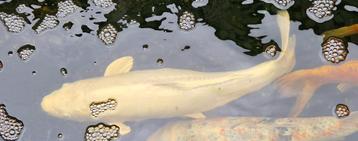 Witte spiegelkarper  beschikbaar voor biedingen