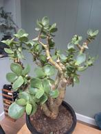 Vetplant Crassula, Huis en Inrichting, Kamerplanten, Ophalen, Vetplant, Halfschaduw, In pot