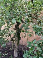 Fruitbomen, Tuin en Terras, Ophalen, 100 tot 250 cm, Appelboom, Lente