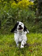 Prachtige pups Cocker Spaniël x Labradoodle midi, Dieren en Toebehoren, Honden | Retrievers, Spaniëls en Waterhonden, Rabiës (hondsdolheid)
