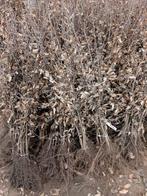 HAAG Carpinus betulus Gewone haagbeuk , heg (vorm)boom LEI, Ophalen of Verzenden, Lente, Vaste plant, Halfschaduw