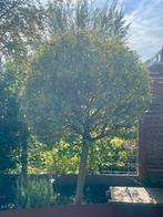 Salix Hakuro-nishiki - Bonte Wilg Bolboom, Tuin en Terras, Lente, 100 tot 250 cm, Ophalen, Volle zon