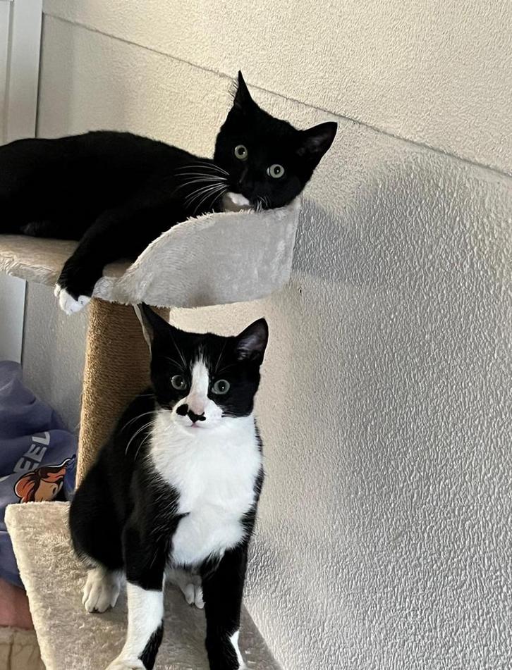 Katten ras Savannahf3/europese korthaar, Dieren en Toebehoren, Katten en Kittens | Raskatten | Korthaar, Meerdere dieren, Ontwormd