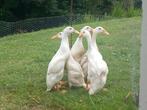 5 jonge loopeenden €10 stuk per eend, Meerdere dieren, Eend