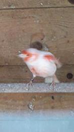 Rood mozaik kanaries gevraagd, Dieren en Toebehoren, Vogels | Kanaries, Meerdere dieren, Kleurkanarie