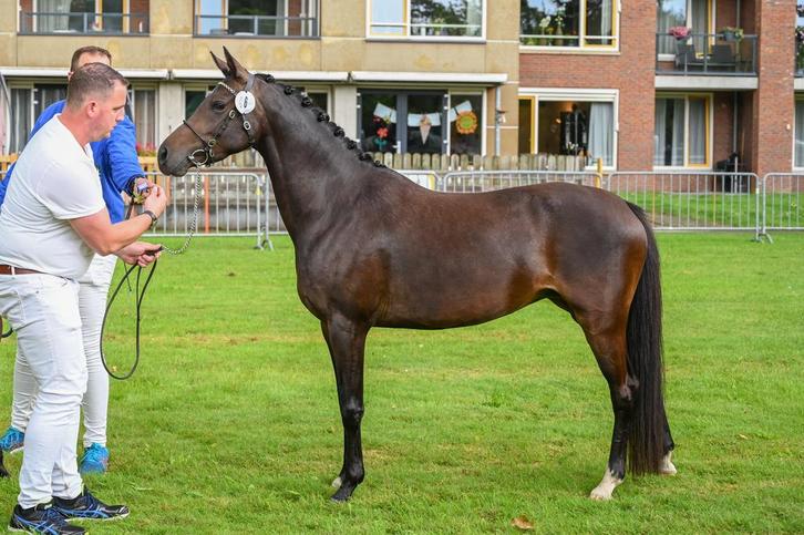 Prachtige welsh Ster merrie, Dieren en Toebehoren, Pony's, Merrie, Zadelmak, D pony (1.37m tot 1.48m), Dressuurpony, 3 tot 6 jaar