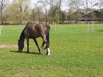 Te huur weidegang 24/7 weidegang (Rusthuis), Dieren en Toebehoren, Stalling en Weidegang, 2 of 3 paarden of pony's, Weidegang