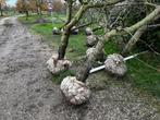 Laagstam kersenbomen 5 toprassen, Ophalen
