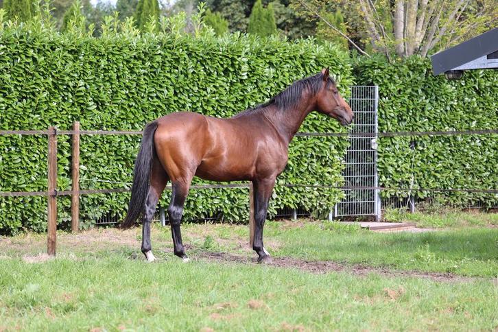 2,5 jarige dressuur paard Blue Horse Santiano x Vivaldi, Dieren en Toebehoren, Paarden, Hengst, Onbeleerd, 165 tot 170 cm, 0 tot 2 jaar