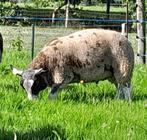 Mooie jonge bonte dekram, Dieren en Toebehoren, Schapen, Geiten en Varkens
