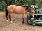 De allerliefste Quarter ruin, 2 jaar oud, Dieren en Toebehoren, Gechipt, Minder dan 160 cm, Ruin, Westernpaard