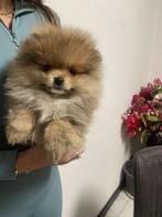 Mini Pomeriaan pup, Dieren en Toebehoren, Honden | Poolhonden, Keeshonden en Oertypen, Particulier, Rabiës (hondsdolheid), 8 tot 15 weken