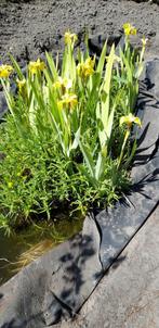 vijverplanten, waterlelie, Tuin en Terras, Vijvers, Ophalen, Gebruikt
