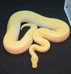 0.1 Albino Bamboo Leopard (Enchi) 100%het Pied, Dieren en Toebehoren, Reptielen en Amfibieën, Slang, 0 tot 2 jaar