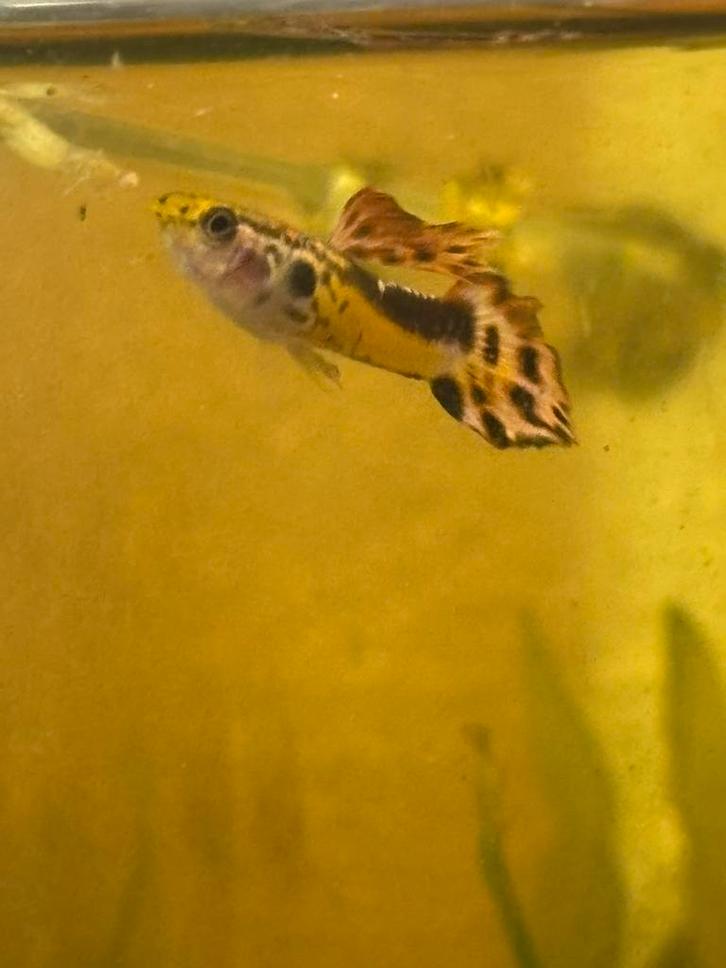 Guppies, Dieren en Toebehoren, Vissen | Aquariumvissen, Vis