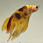 Betta splendens man 45, Vis