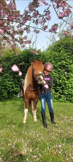 Lieve 6 jarige allround a pony, Dieren en Toebehoren, Pony's, B, Dressuurpony, A pony (tot 1.17m), 3 tot 6 jaar