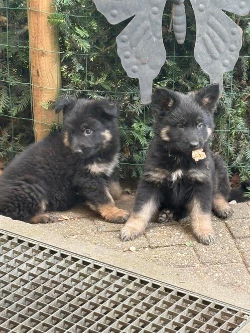Prachtige Duitse herder pups, Dieren en Toebehoren, Honden | Herdershonden en Veedrijvers, Meerdere dieren, Herder, Particulier