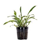 cryptocoryne lucens €4,25, Dieren en Toebehoren, Ophalen of Verzenden, Nieuw