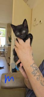 3 lieve kittens, Meerdere dieren, Kortharig, 0 tot 2 jaar