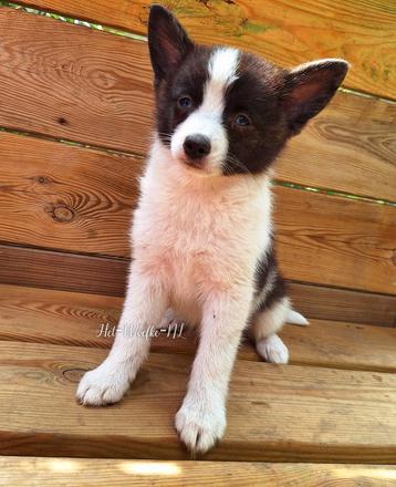 Rocky ❤️ pomsky reutje 10weken oud (met geterste ouders) beschikbaar voor biedingen