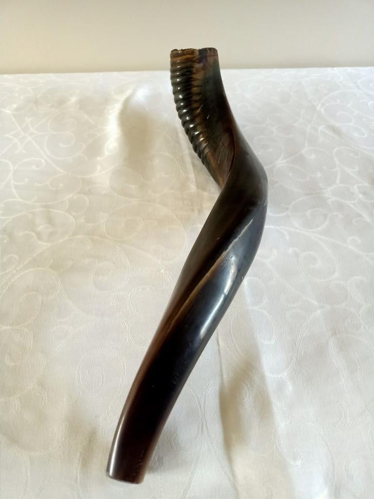 Gepolijste Shofar Hoorn - 47 cm van een Nyala, Ophalen of Verzenden