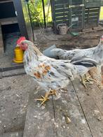 Prachtige jonge Silverudd haantjes (groenleggers), Dieren en Toebehoren, Pluimvee, Mannelijk, Kip