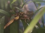 Jonge Wimpergekko's nakweek (Crested gecko's), Dieren en Toebehoren, Hagedis, 0 tot 2 jaar